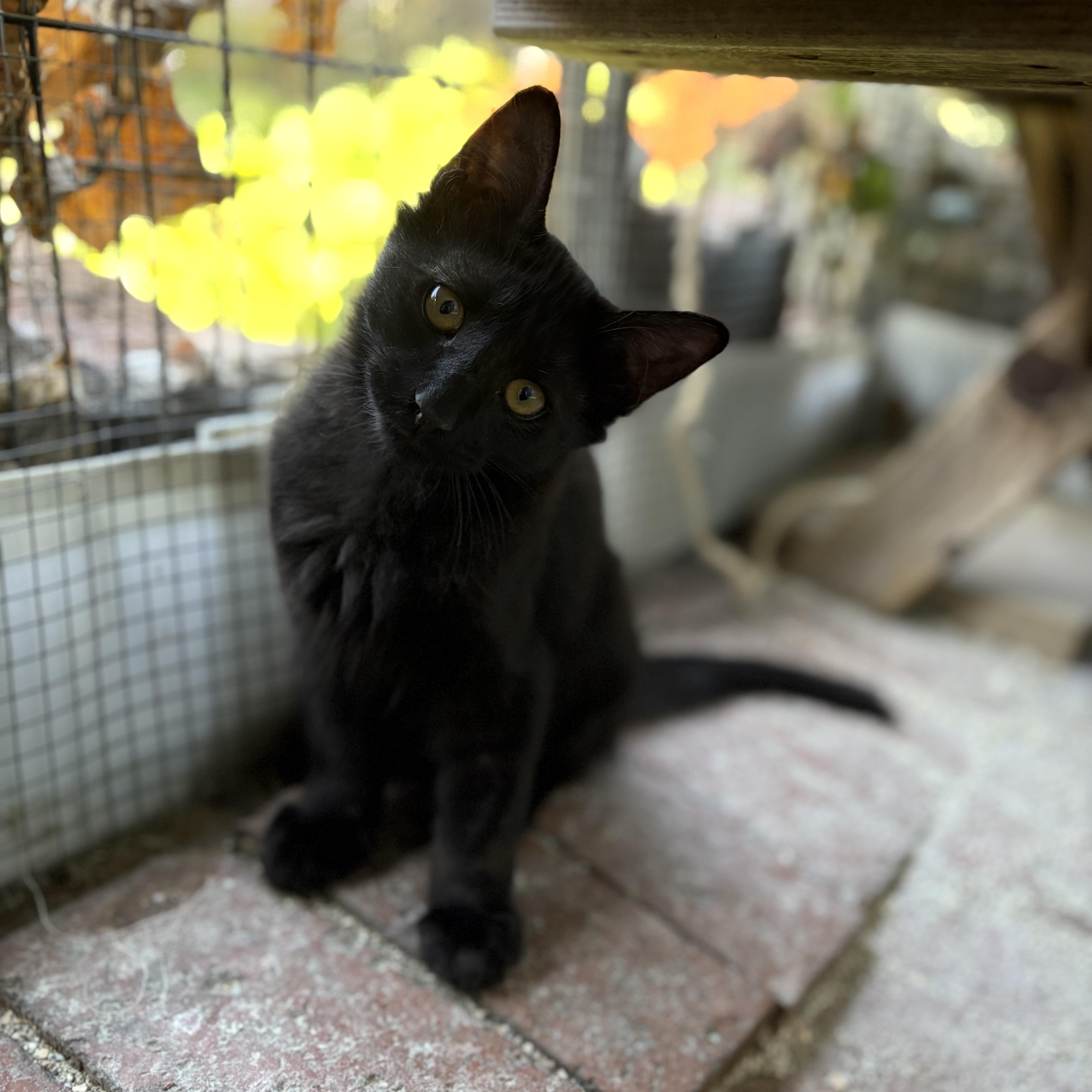 Kalamata, a Adoptable Domestic Medium Hair in La Canada, CA image 3/3