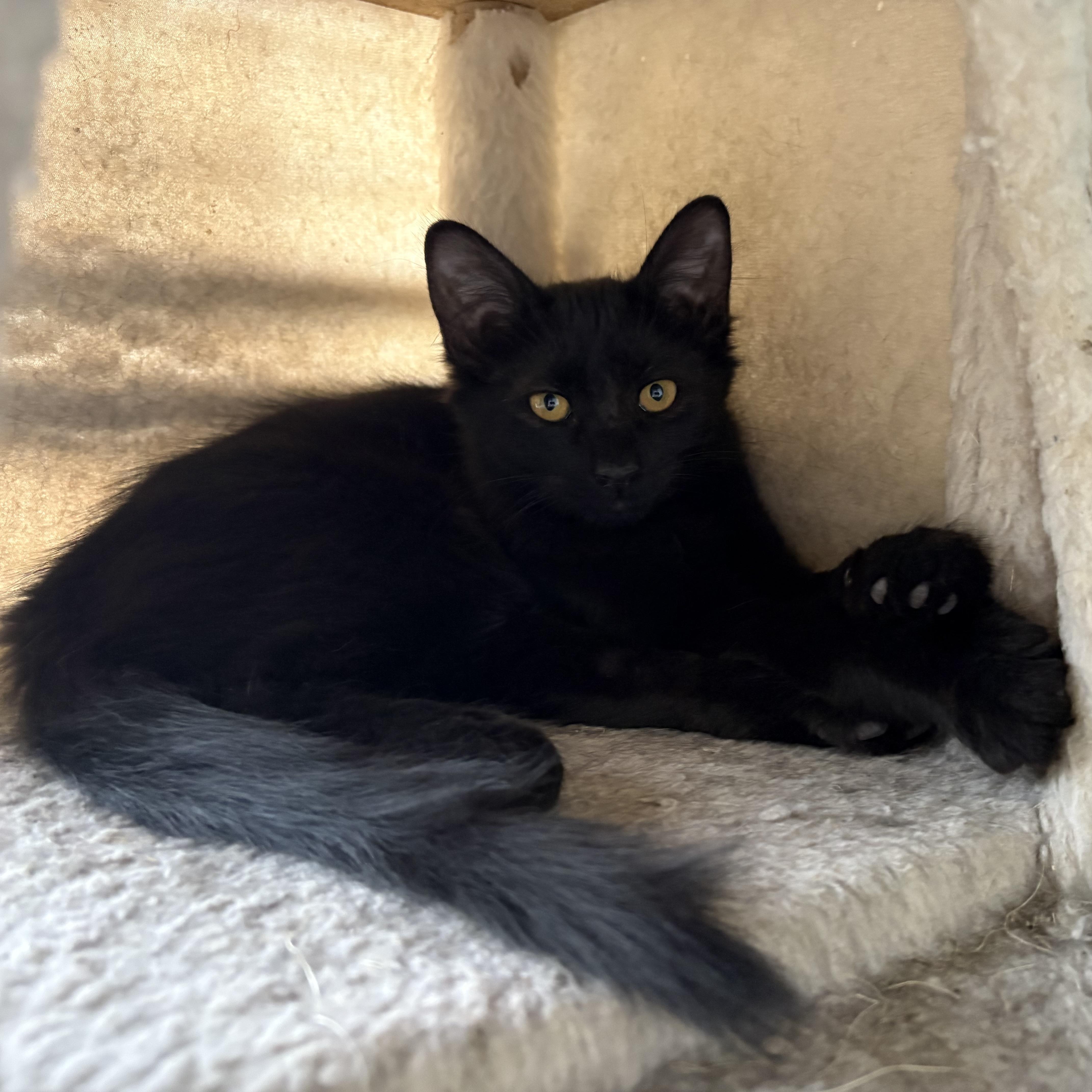 Kalamata, a Adoptable Domestic Medium Hair in La Canada, CA image 1/3