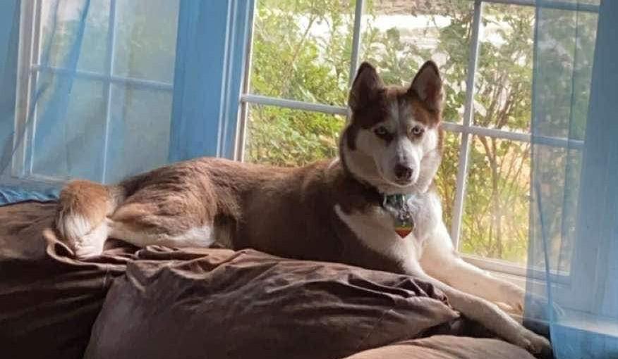 Ruby Roo, Adopted, Senior Female Siberian Husky.