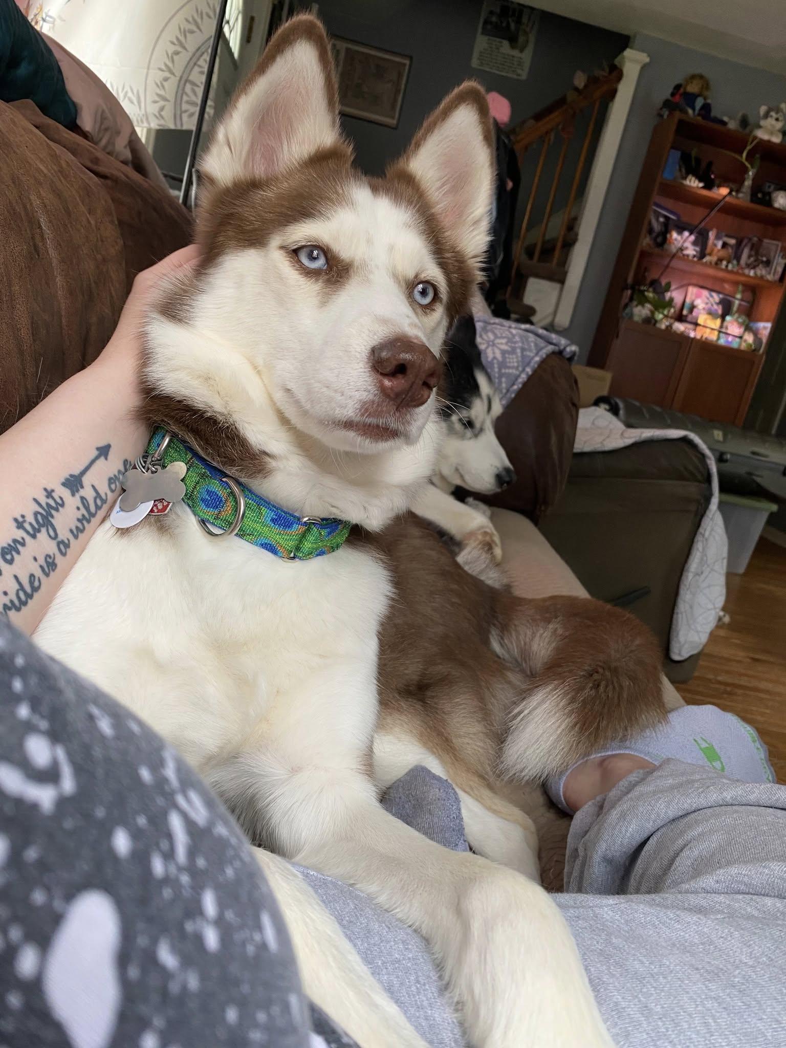 Enlarge Ruby Roo, a Adopted Siberian Husky in Catawissa, PA image 2/5