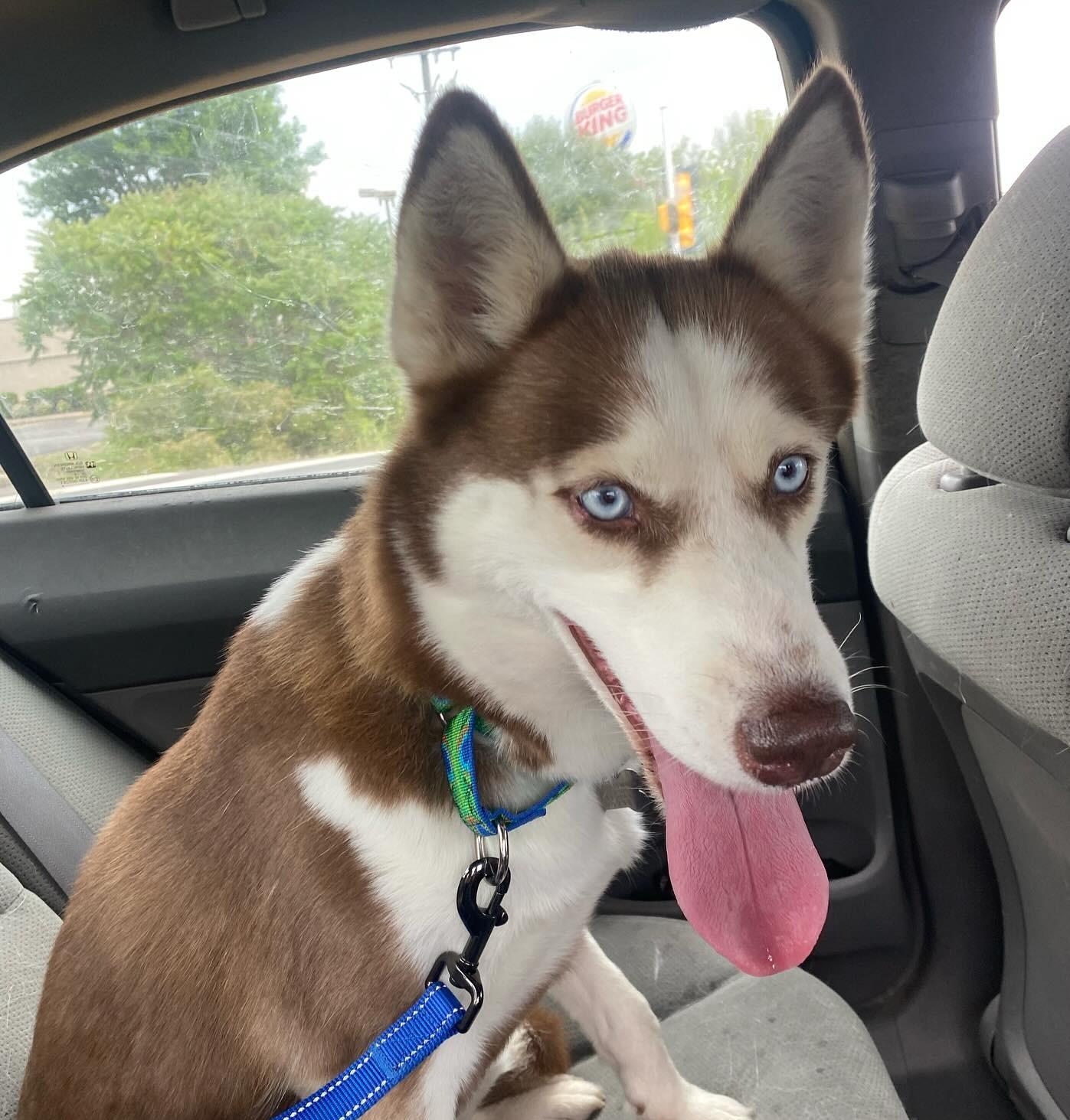 Enlarge Ruby Roo, a Adopted Siberian Husky in Catawissa, PA image 3/5