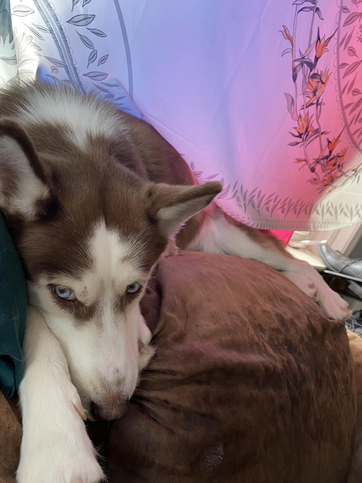 Enlarge Ruby Roo, a Adopted Siberian Husky in Catawissa, PA image 4/5