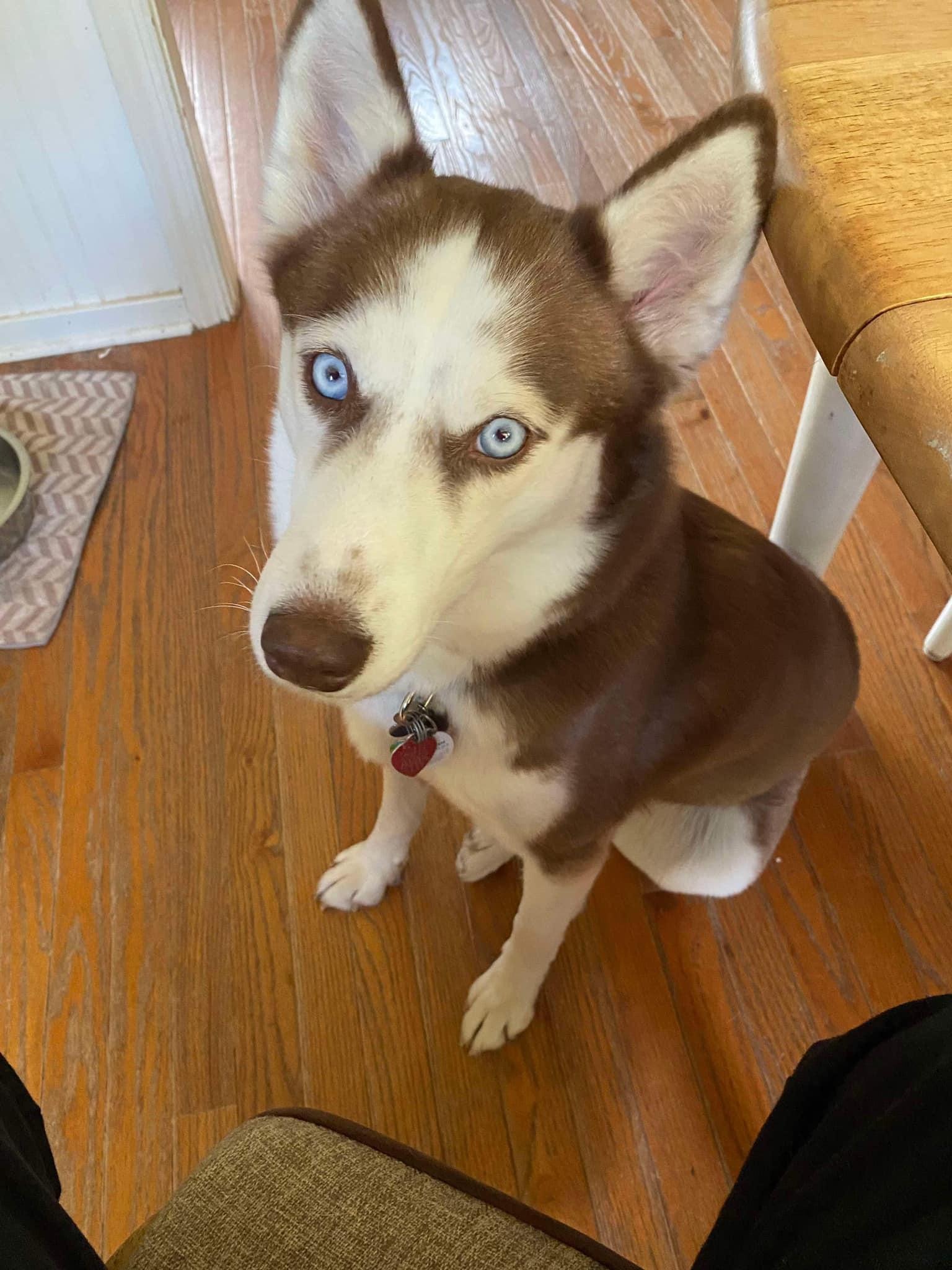 Enlarge Ruby Roo, a Adopted Siberian Husky in Catawissa, PA image 5/5
