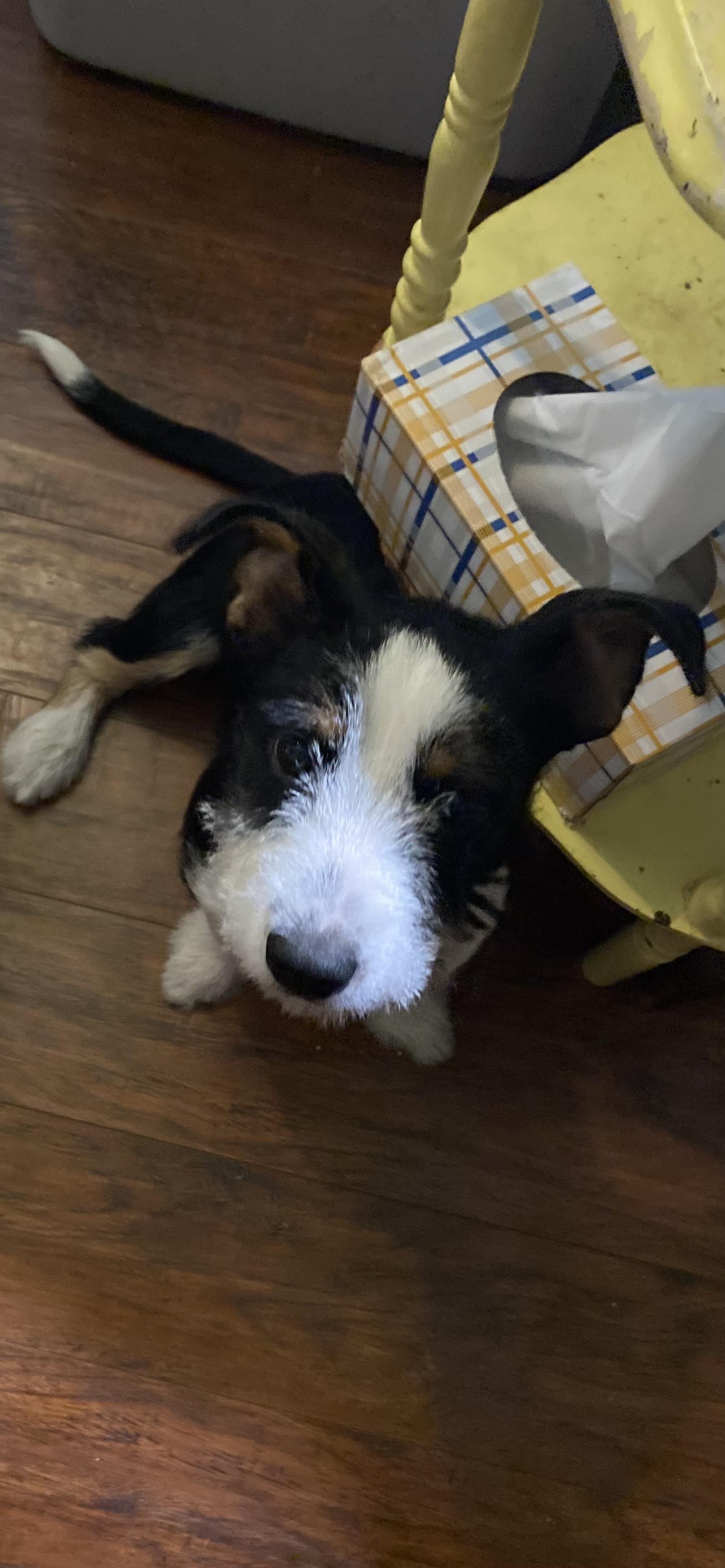 Enlarge Lorelei, an adopted mixed breed in San Antonio, TX image 2/5