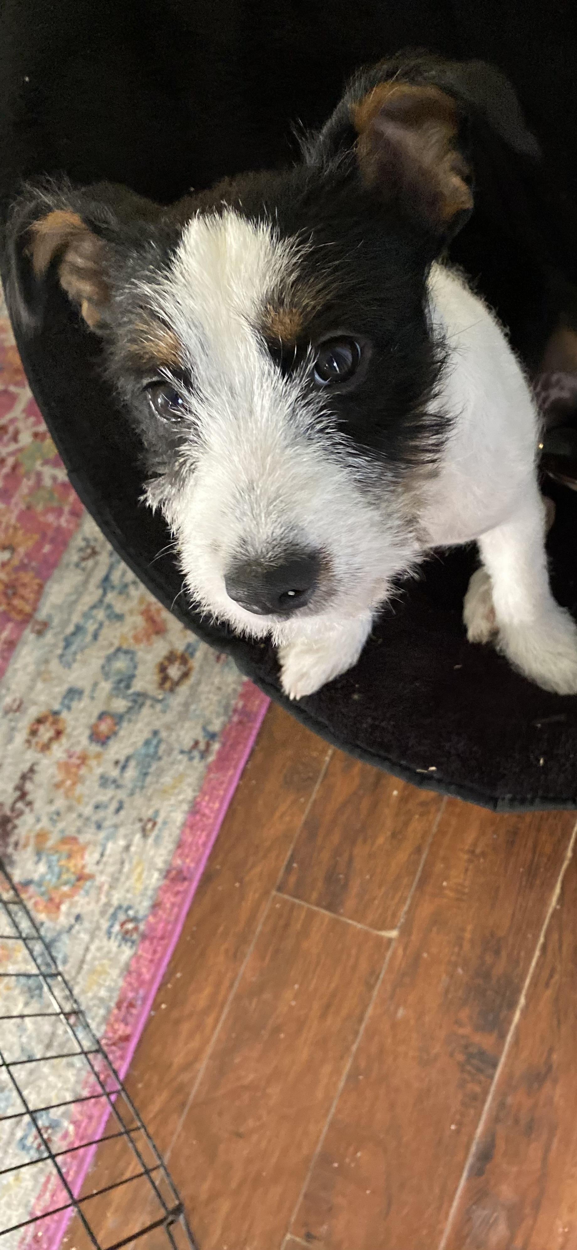 Enlarge Lorelei, an adopted mixed breed in San Antonio, TX image 3/5