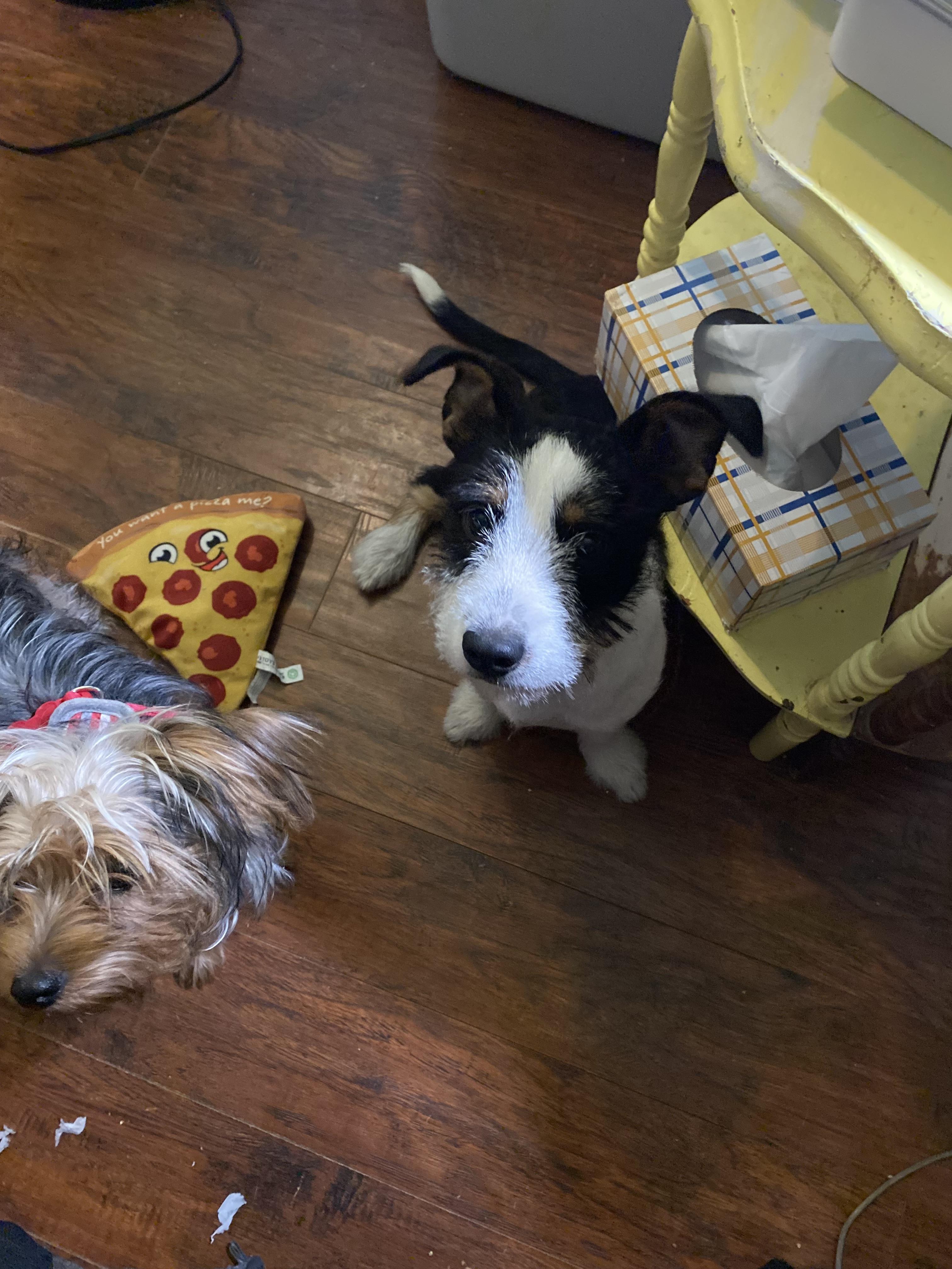 Enlarge Lorelei, an adopted mixed breed in San Antonio, TX image 4/5