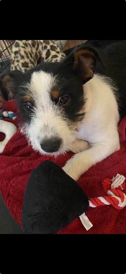 Lorelei, adopted, Young Female Australian Cattle Dog / Blue Heeler.