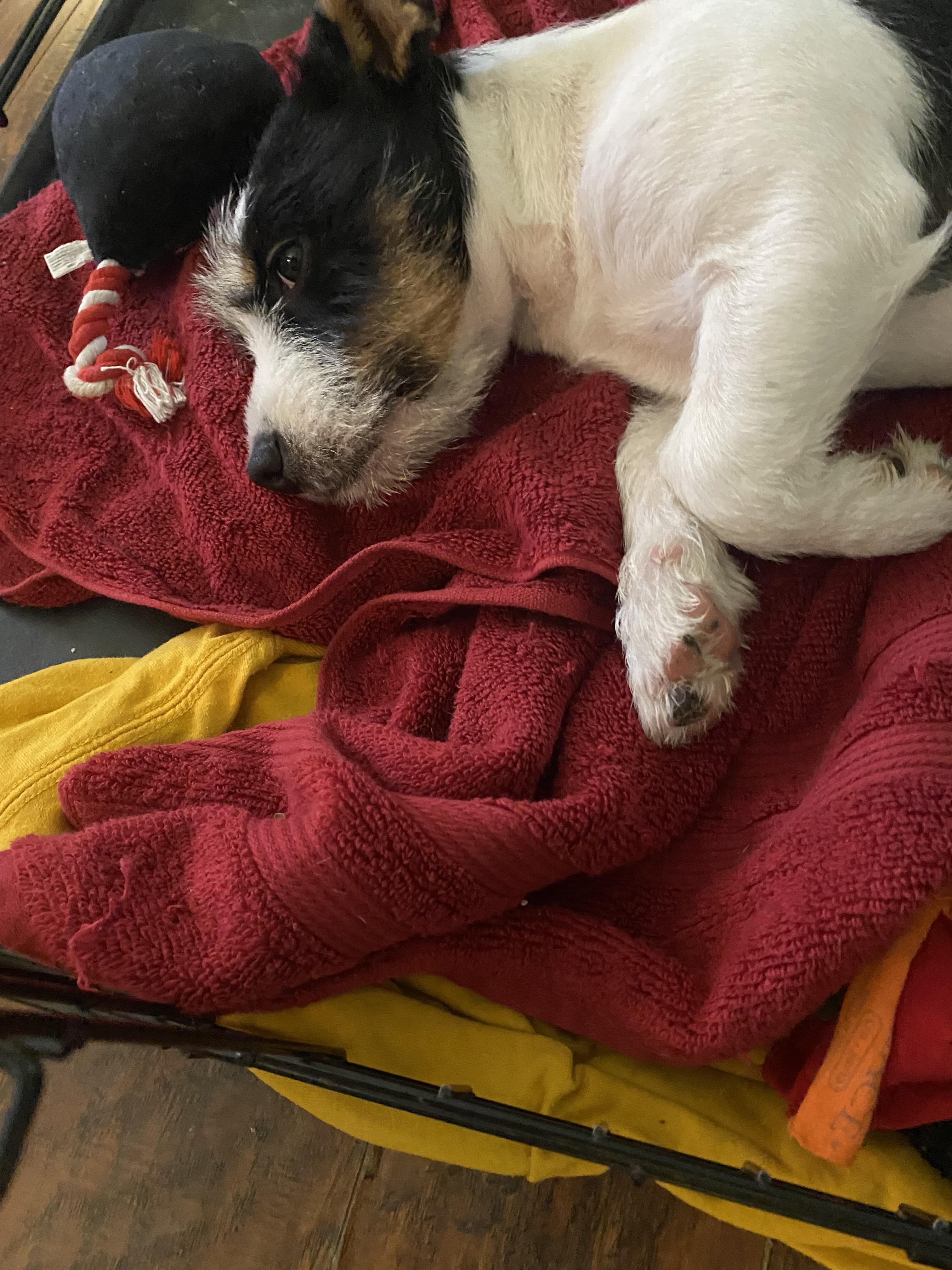 Enlarge Lorelei, an adopted mixed breed in San Antonio, TX image 5/5