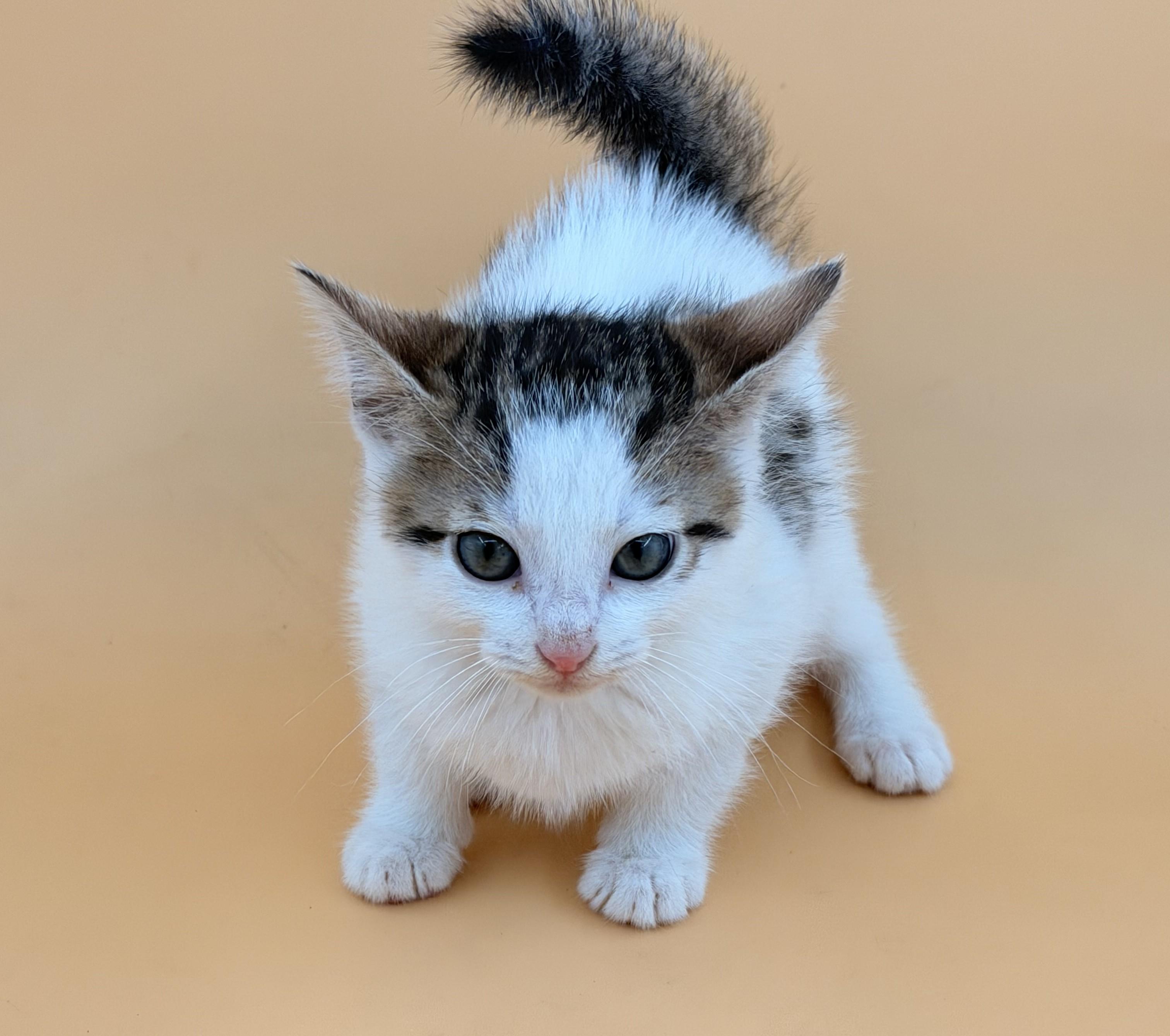 Wrangler, adopted, Kitten Male Domestic Short Hair.