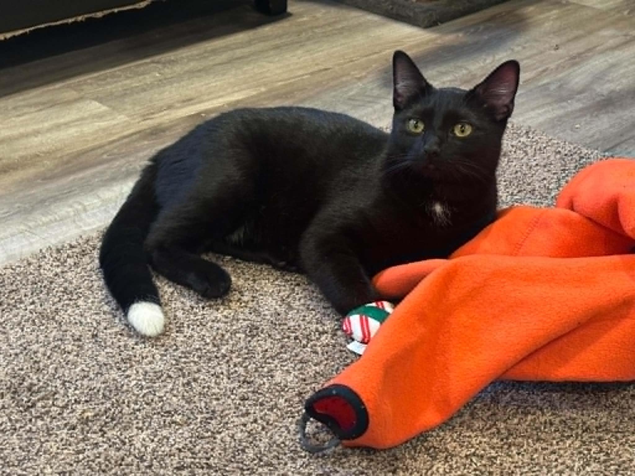 Tippy, an adopted Domestic Short Hair in Barrington Hills, IL image 5/6