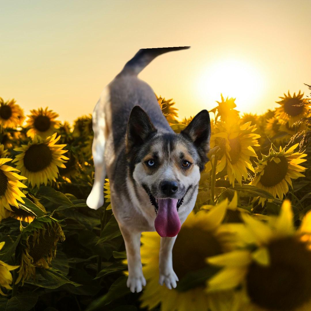 Viktoria, a Adoptable mixed breed in Selma, CA image 2/6