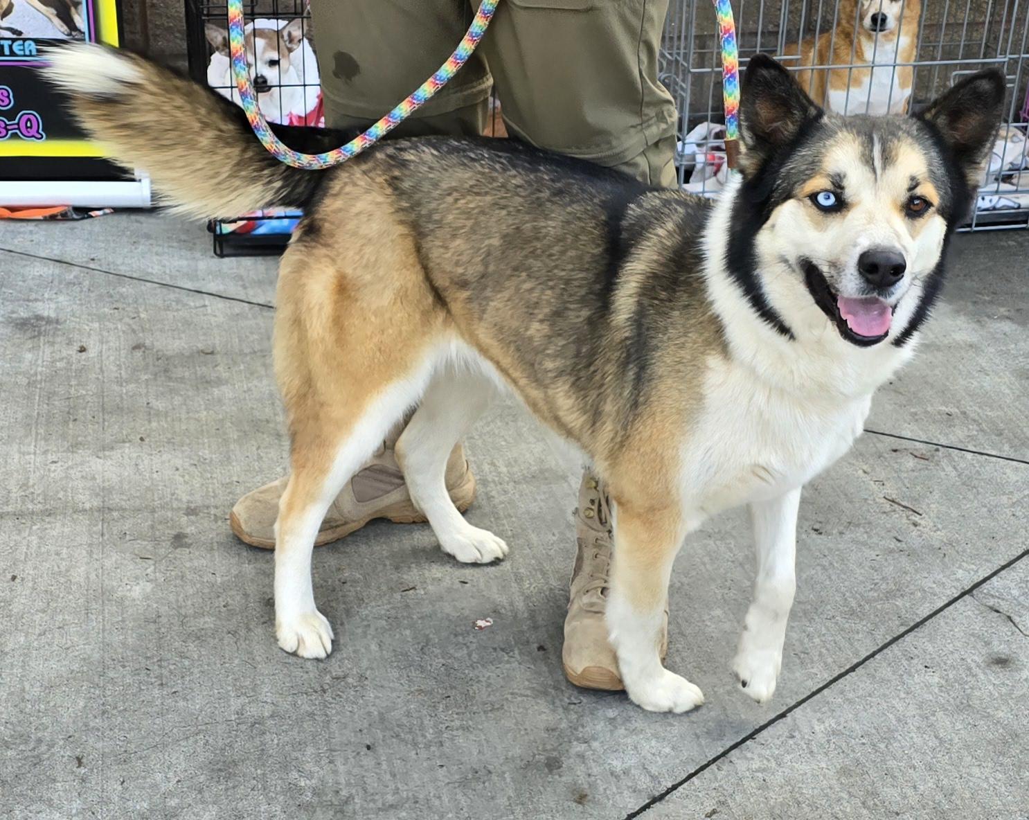 Viktoria, a Adoptable mixed breed in Selma, CA image 6/6