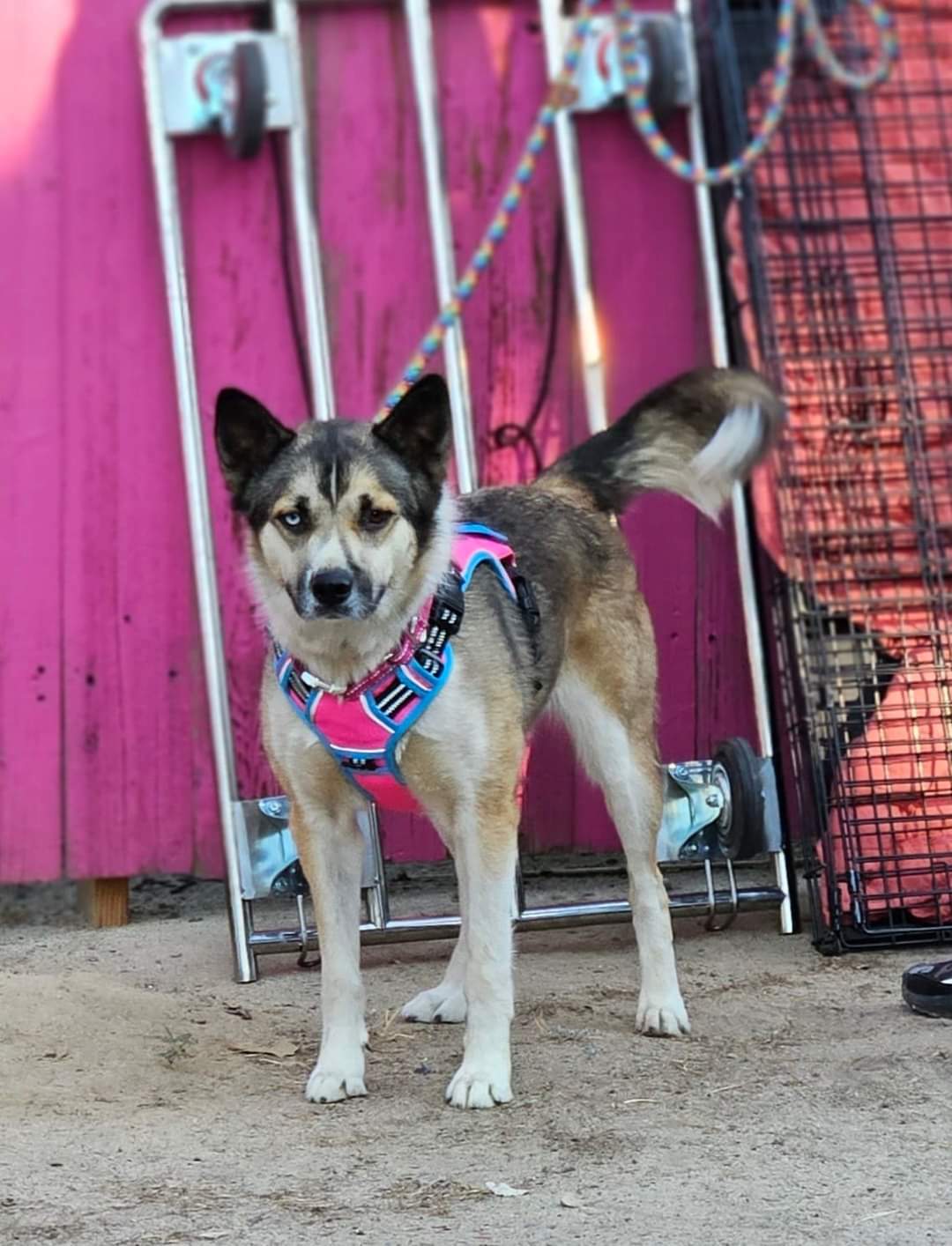 Viktoria, a Adoptable mixed breed in Selma, CA image 5/6