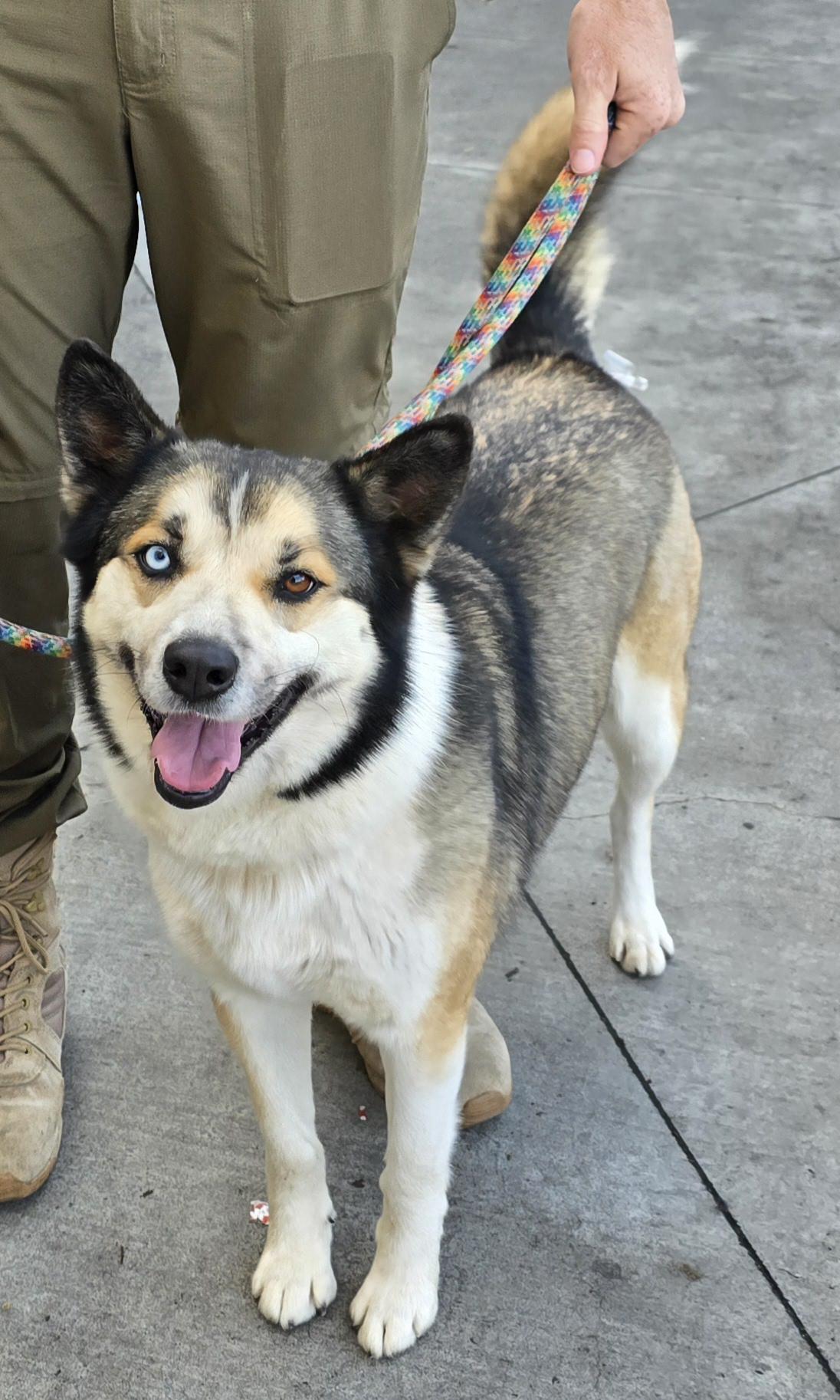 Viktoria, a Adoptable mixed breed in Selma, CA image 1/6
