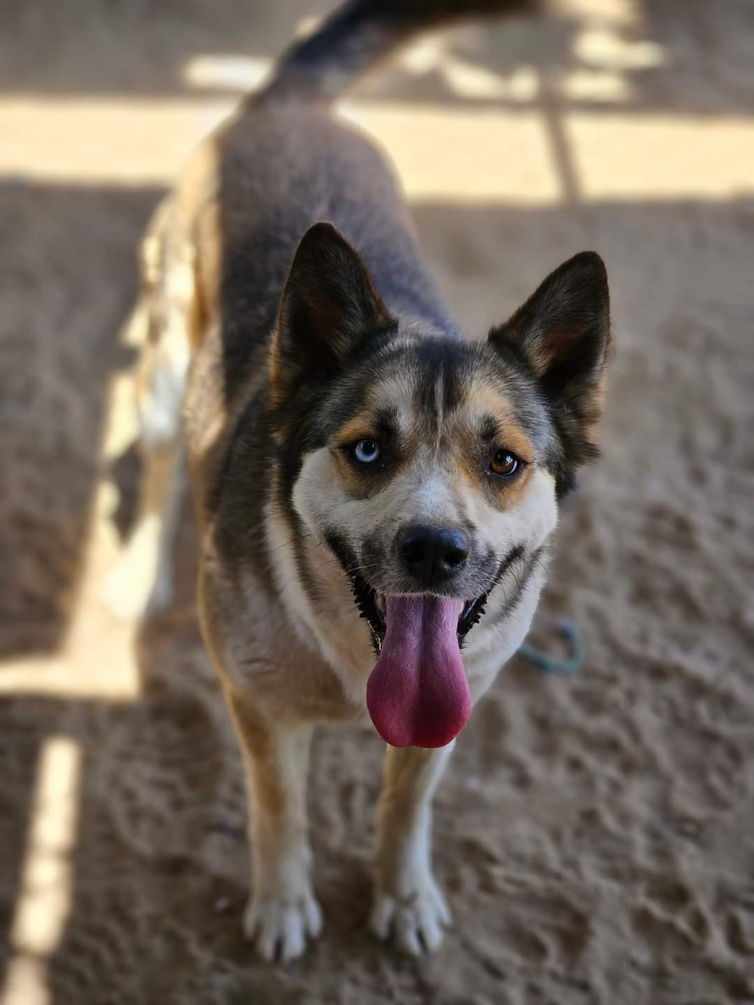 Viktoria, a Adoptable mixed breed in Selma, CA image 4/6