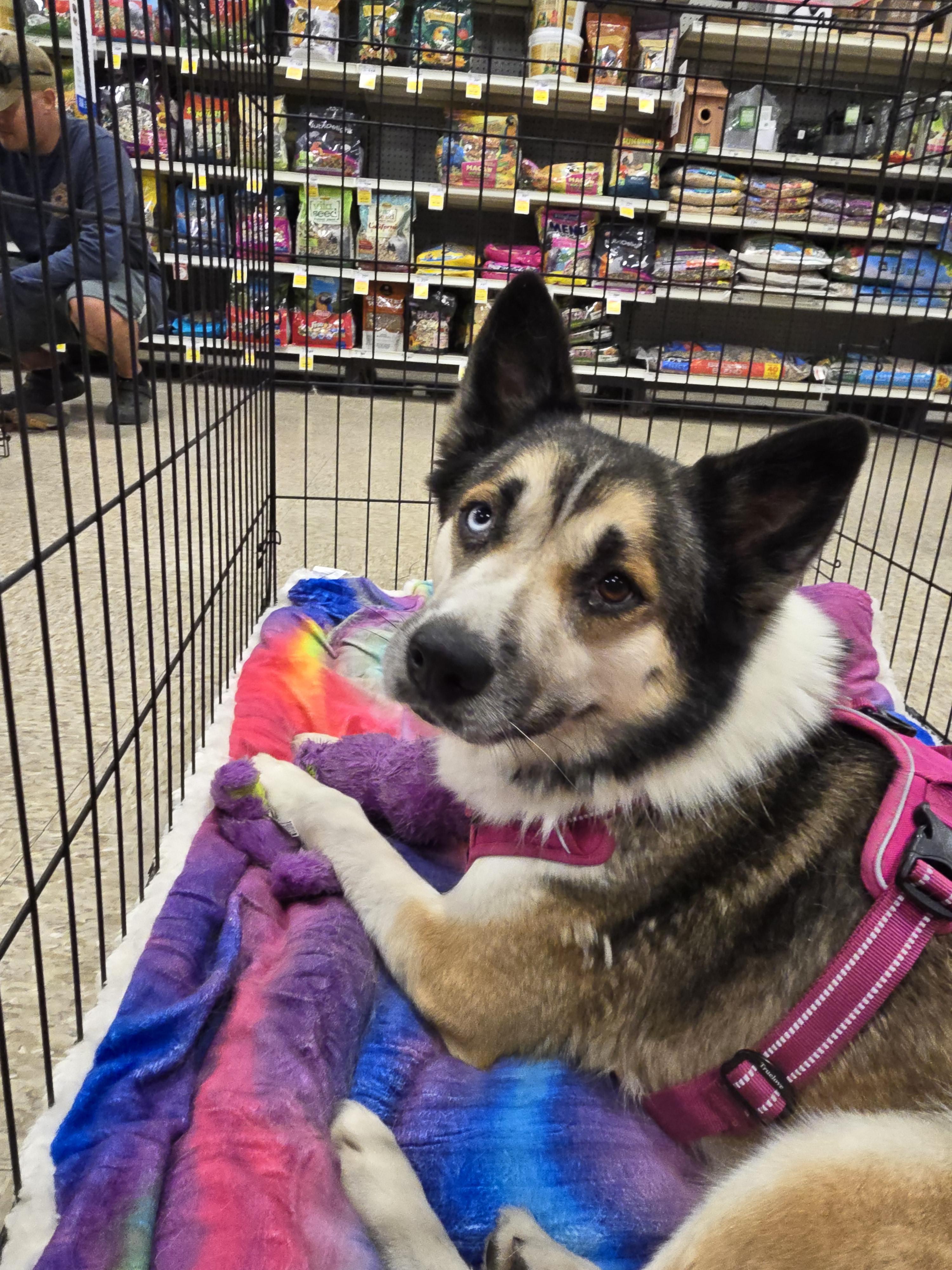 Enlarge Viktoria, a Adoptable mixed breed in Selma, CA image 4/5