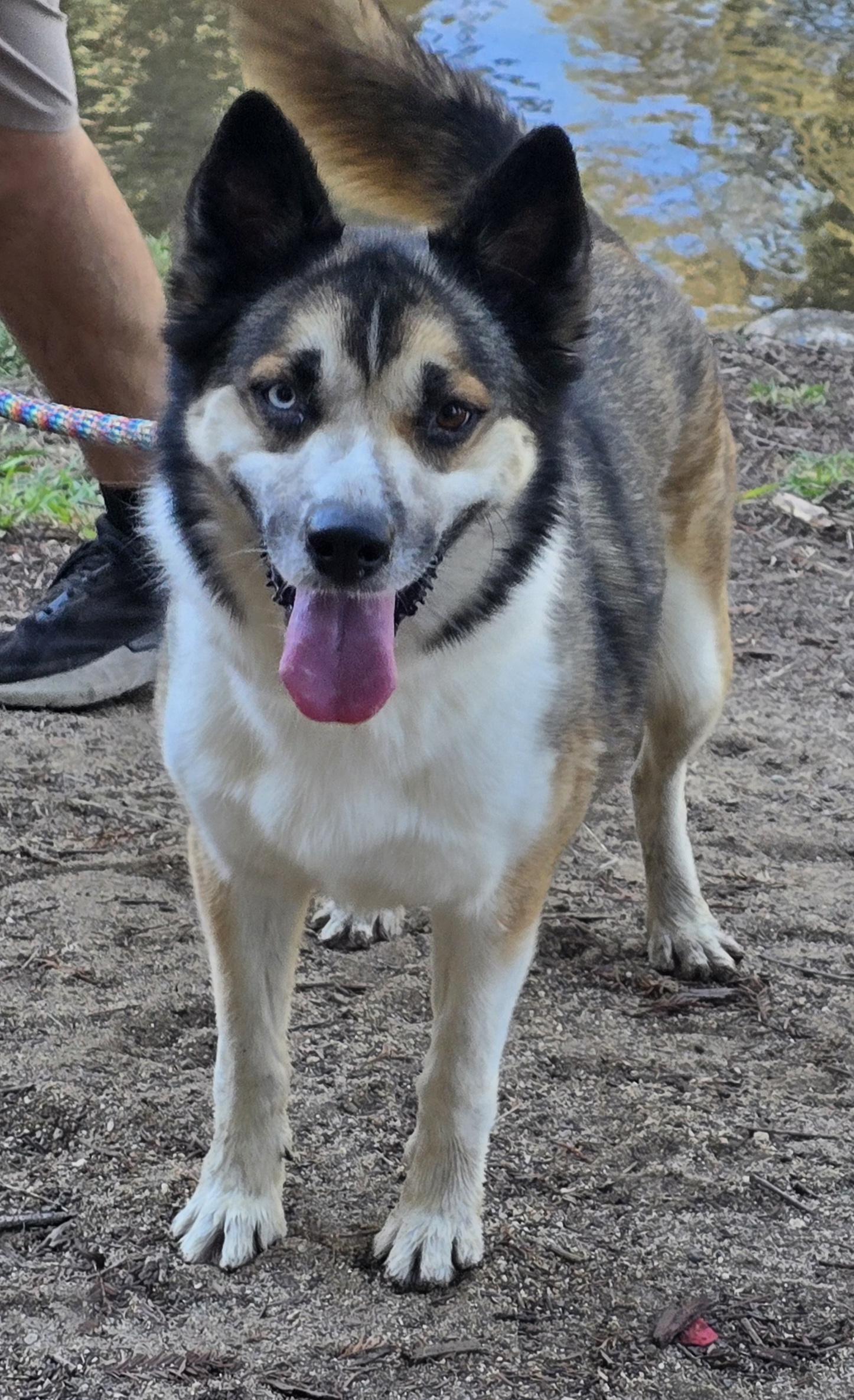 Enlarge Viktoria, a Adoptable mixed breed in Selma, CA image 5/5