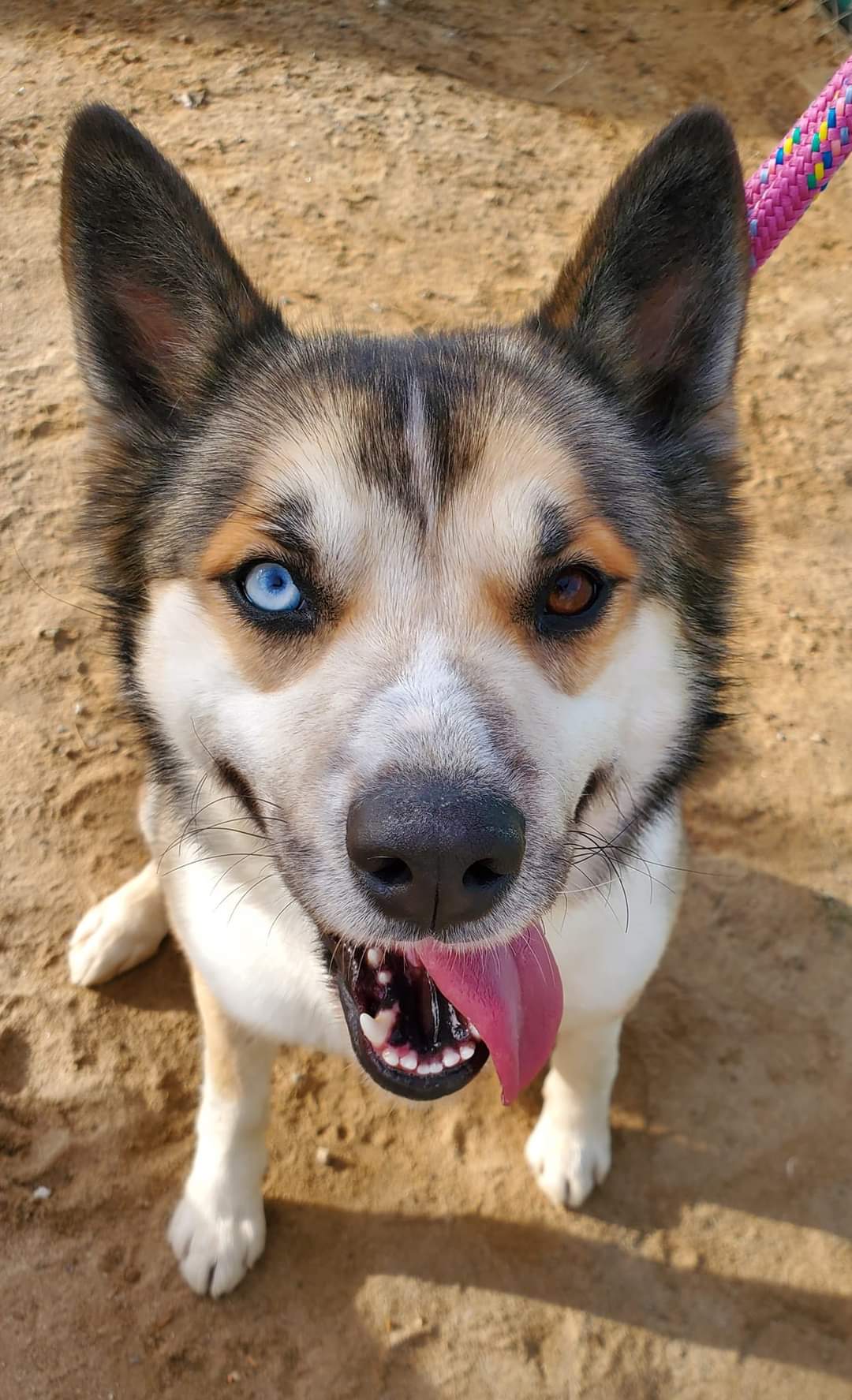 Viktoria, a Adoptable mixed breed in Selma, CA image 3/6