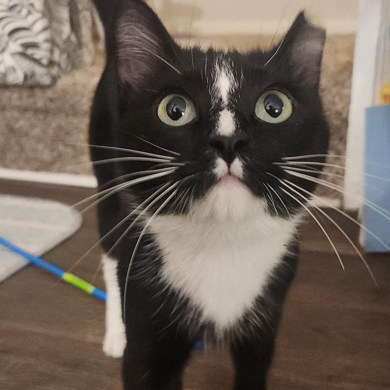 Enlarge Lila, a Adoptable Domestic Short Hair in Arden, NC image 2/2