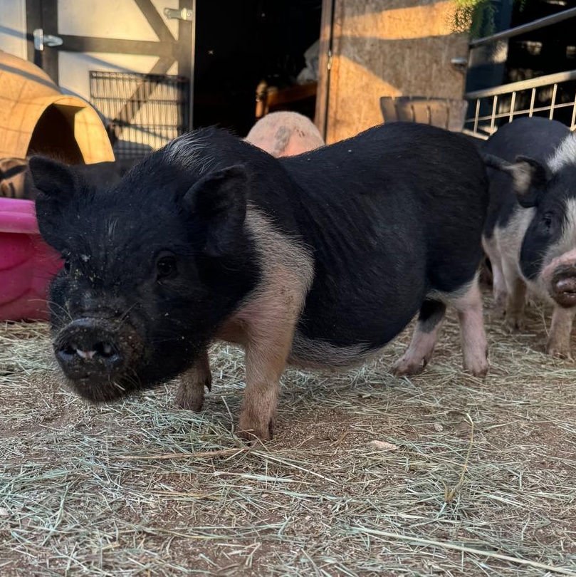 Blossom, Adoptable, Young Female Pot Bellied.