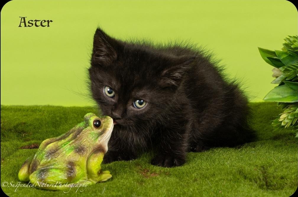 Aster, Adoptable, Kitten Male Domestic Medium Hair.