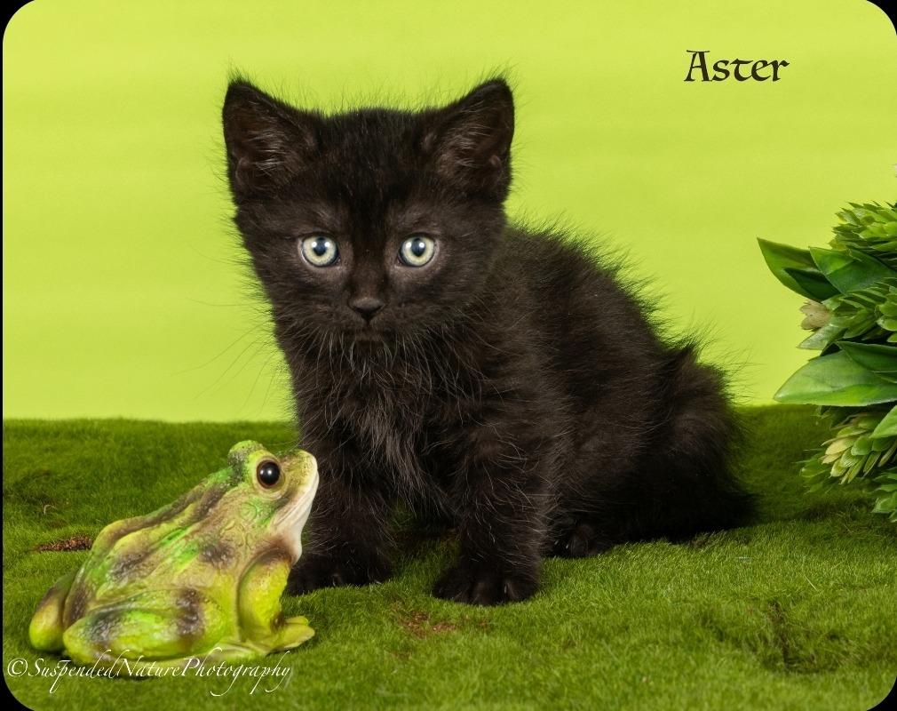 Enlarge Aster, a Adoptable mixed breed in San Jacinto, CA image 2/2