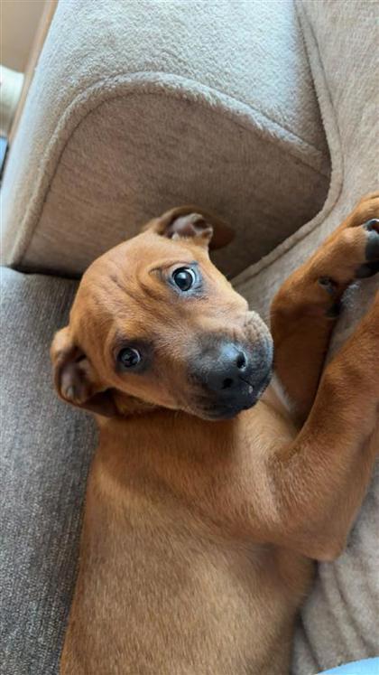 Enlarge Drake, a Adoptable mixed breed in Hutchinson, KS image 1/1