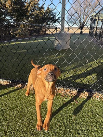 Drake, Adoptable, Puppy Male Mixed Breed & Mixed Breed.