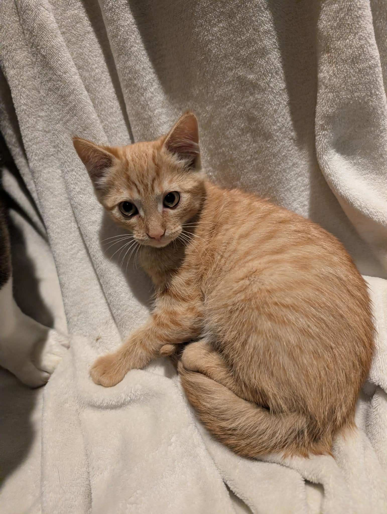 Enlarge Anole -Preadoption ONLY, a Adoptable Domestic Short Hair in Chilliwack, BC image 2/2