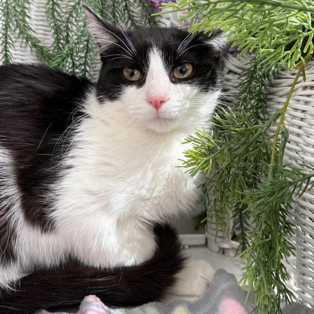 Enlarge Karma K  56117, a Adoptable Domestic Short Hair in Lansing, MI image 1/6