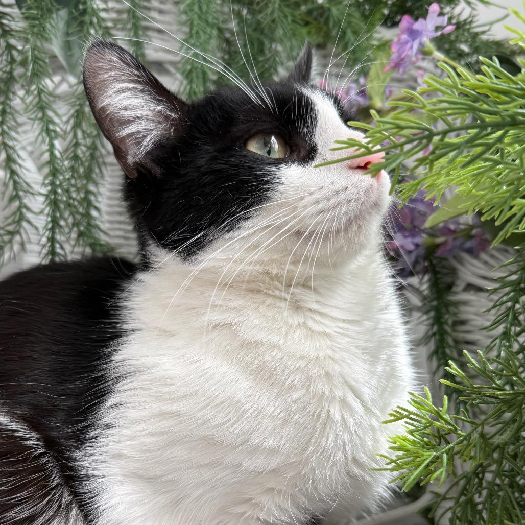 Enlarge Karma K  56117, a Adoptable Domestic Short Hair in Lansing, MI image 2/6