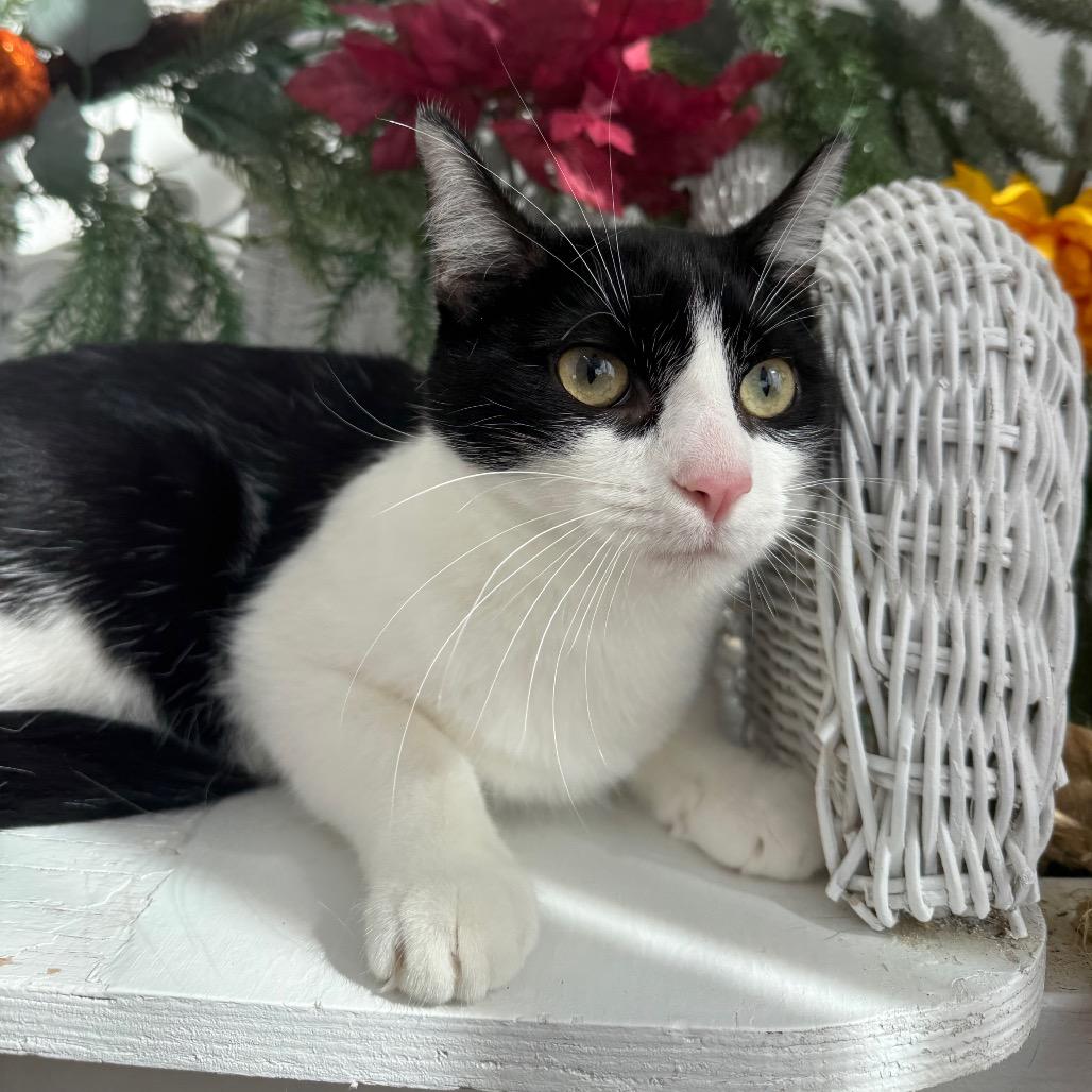Karma K  56117, Adoptable, Young Male Domestic Short Hair.