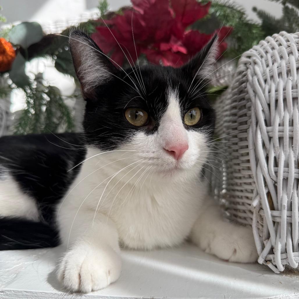 Enlarge Karma K  56117, a Adoptable Domestic Short Hair in Lansing, MI image 2/6
