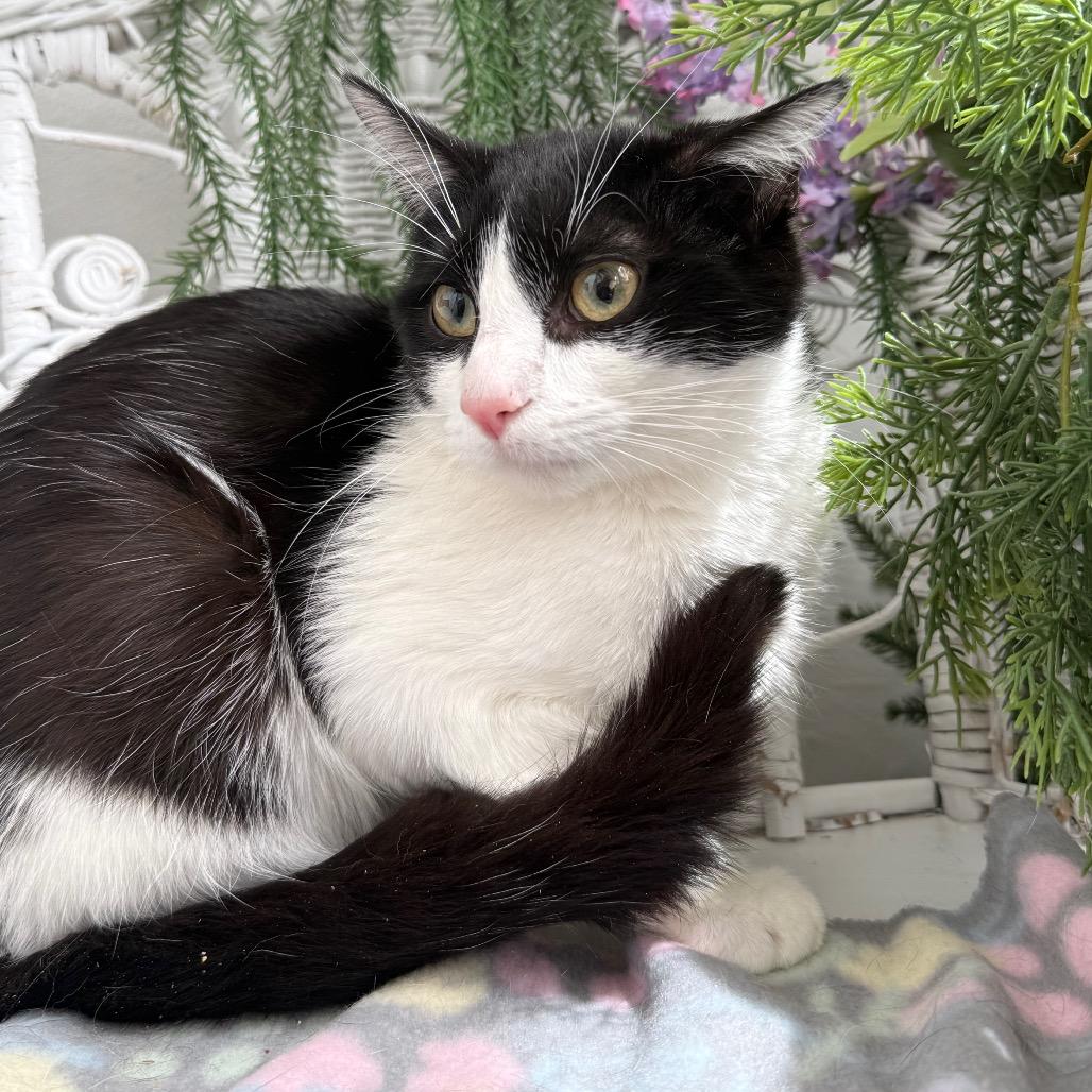 Enlarge Karma K  56117, a Adoptable Domestic Short Hair in Lansing, MI image 3/6