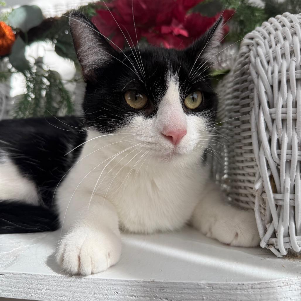 Enlarge Karma K  56117, a Adoptable Domestic Short Hair in Lansing, MI image 3/6