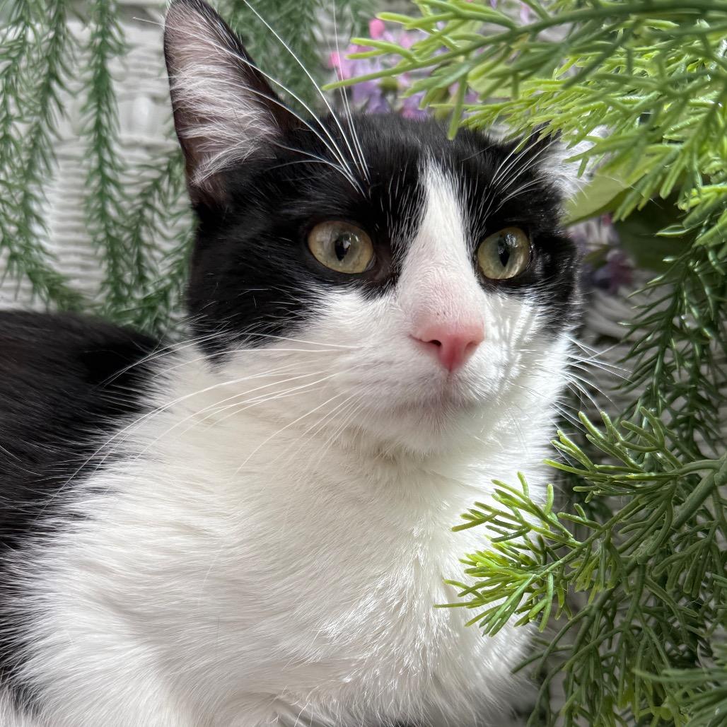 Enlarge Karma K  56117, a Adoptable Domestic Short Hair in Lansing, MI image 4/6