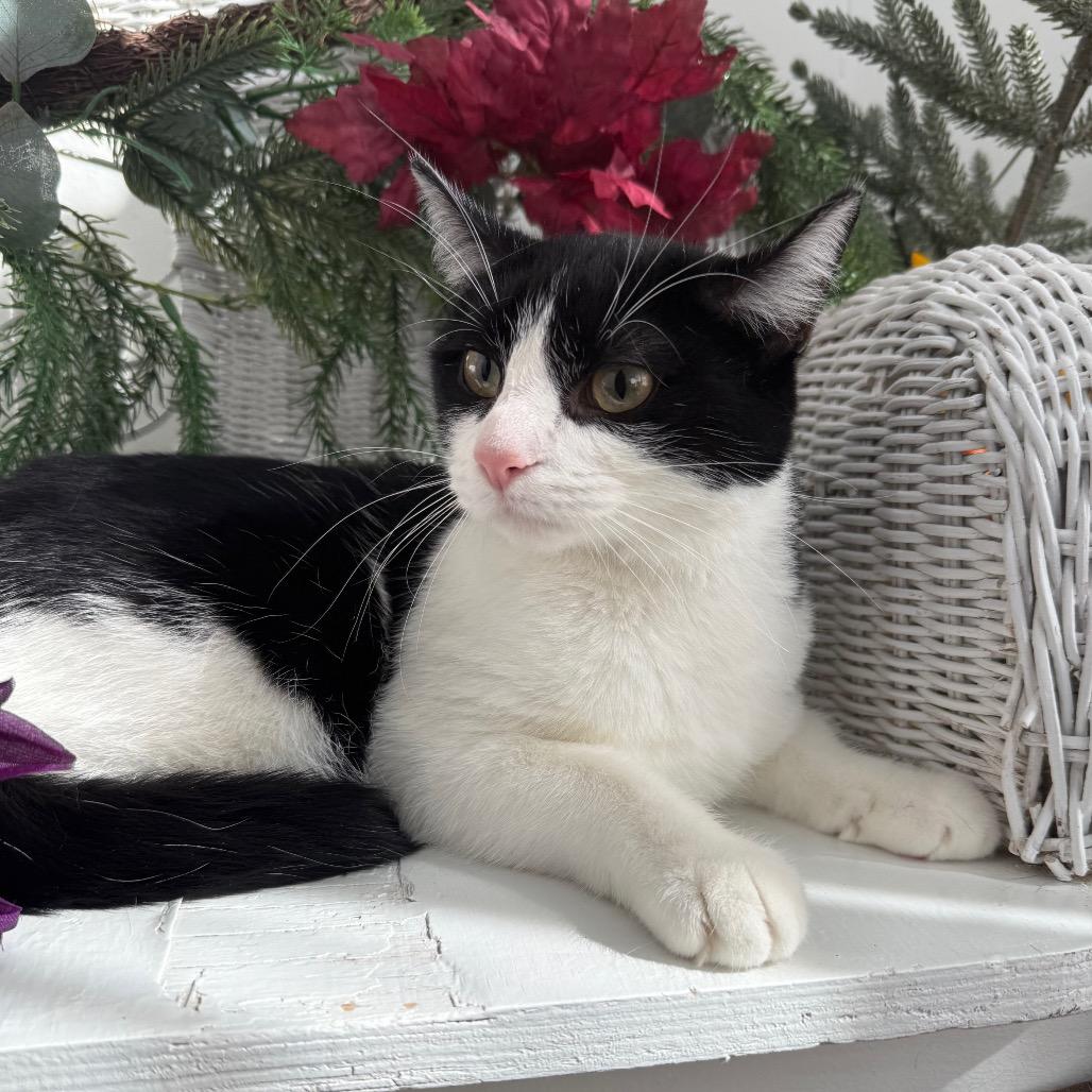 Enlarge Karma K  56117, a Adoptable Domestic Short Hair in Lansing, MI image 4/6