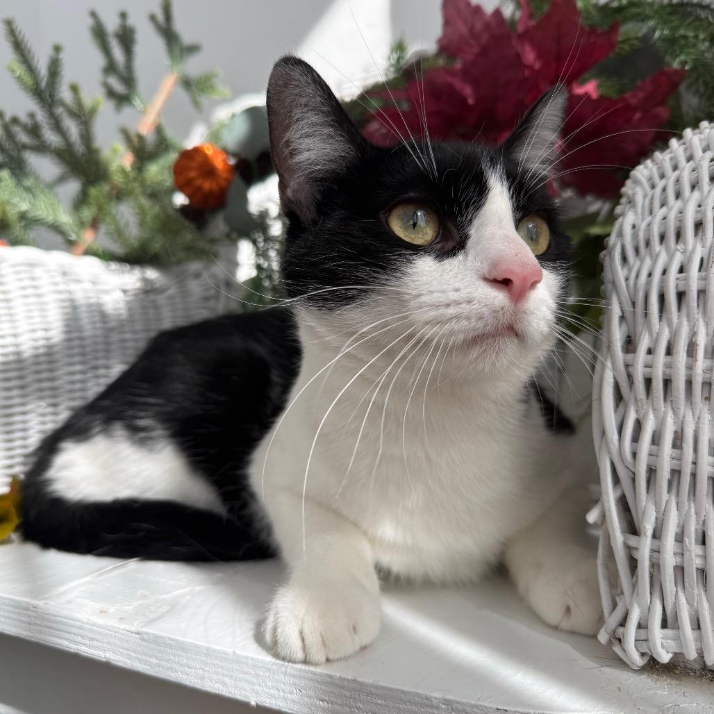 Enlarge Karma K  56117, a Adoptable Domestic Short Hair in Lansing, MI image 5/6