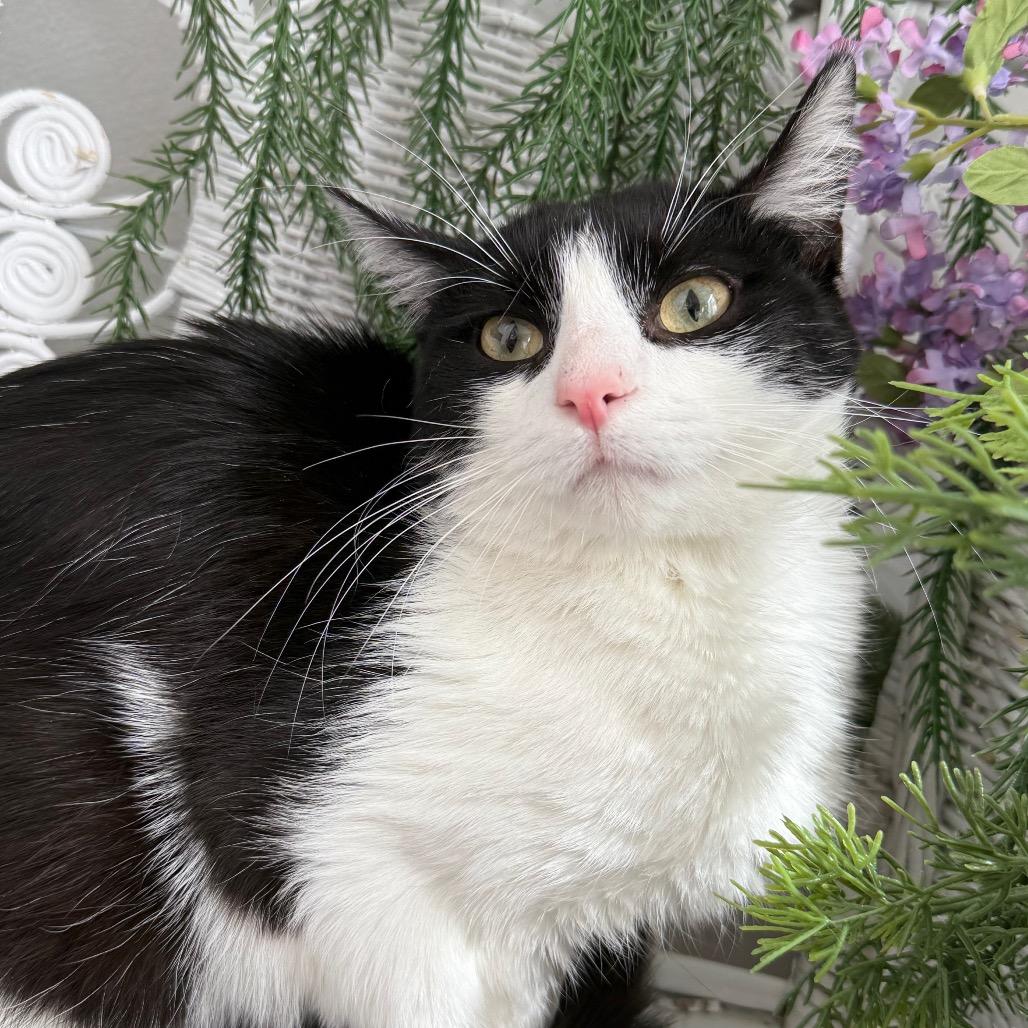 Enlarge Karma K  56117, a Adoptable Domestic Short Hair in Lansing, MI image 5/6