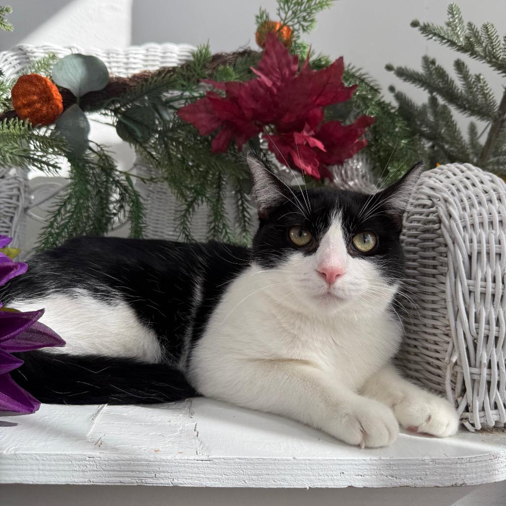 Enlarge Karma K  56117, a Adoptable Domestic Short Hair in Lansing, MI image 6/6