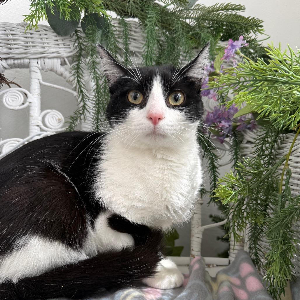 Enlarge Karma K  56117, a Adoptable Domestic Short Hair in Lansing, MI image 6/6