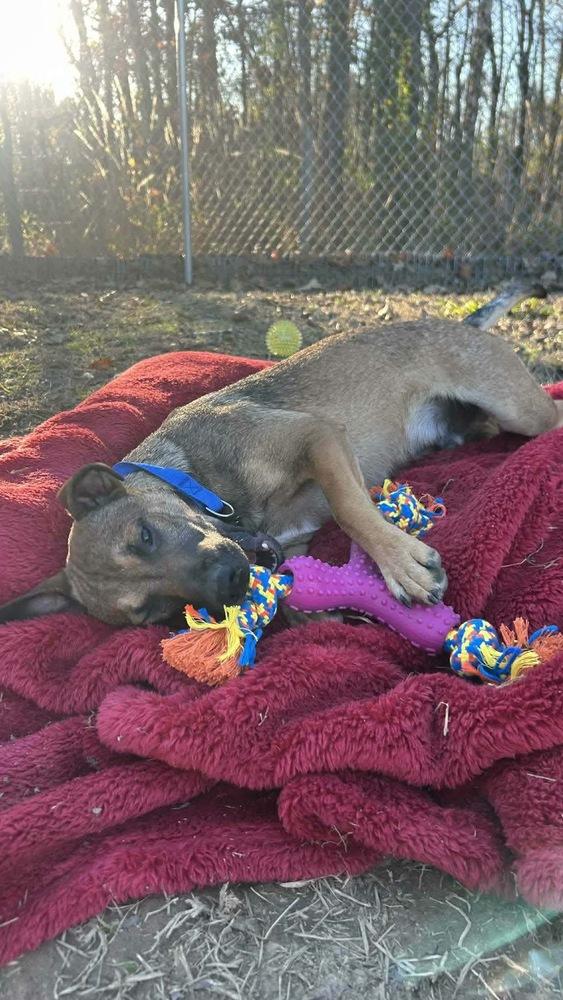 Lynn Ashcraft, a Adoptable mixed breed in Boston, MA image 1/5