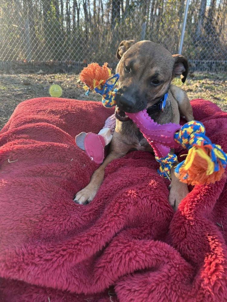 Lynn Ashcraft, a Adoptable mixed breed in Boston, MA image 2/5