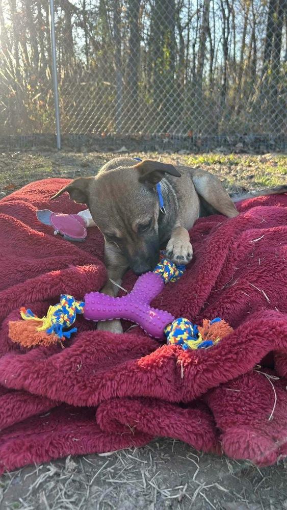 Lynn Ashcraft, a Adoptable mixed breed in Boston, MA image 4/5