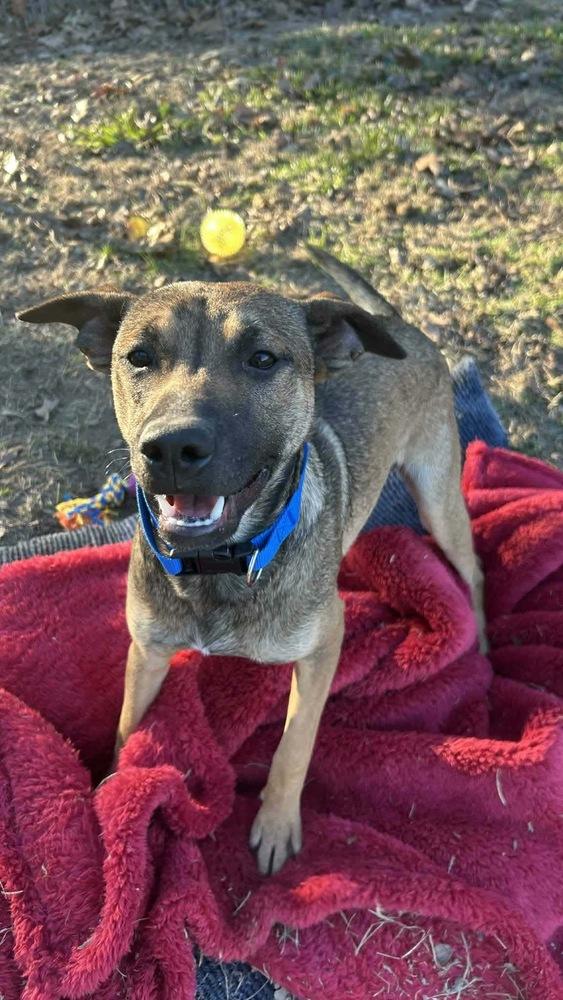 Lynn Ashcraft, a Adoptable mixed breed in Boston, MA image 5/5