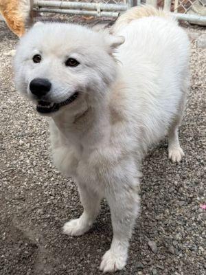 Rocket, Adopted, Young Male American Eskimo Dog.