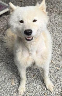 Enlarge Rocket, a Adopted mixed breed in Savannah, MO image 2/2