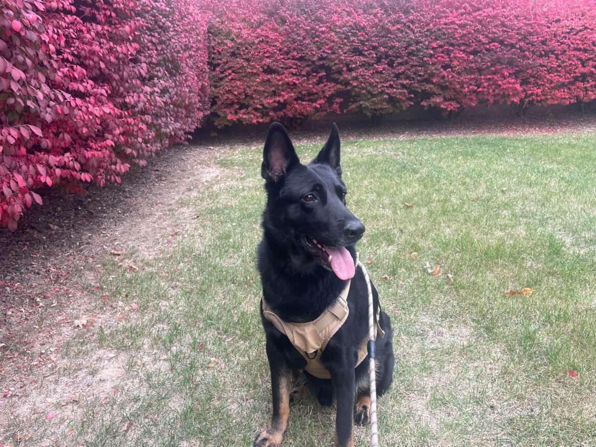 **PLEASE READ FULL DESCRIPTION** Udon