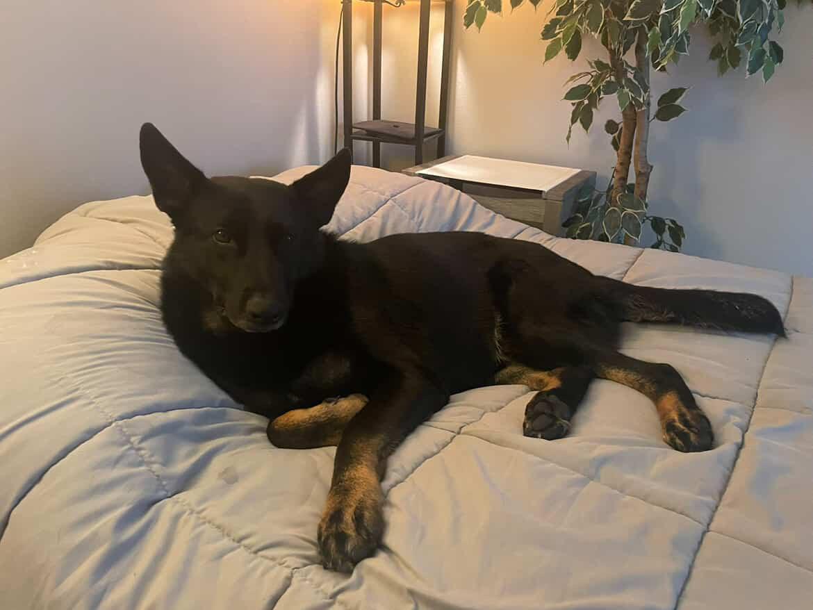 **PLEASE READ FULL DESCRIPTION** Udon