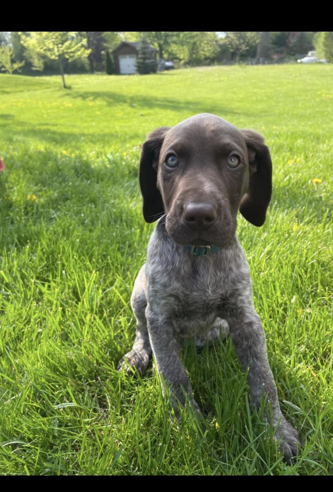 Enlarge Diesel, a Adoptable German Shorthaired Pointer in Richmond Hill, ON image 3/6